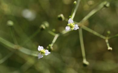 Alisma canaliculatum 澤瀉