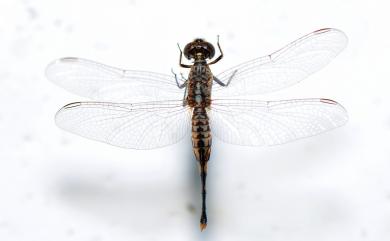Acisoma panorpoides panorpoides Rambur, 1842 粗腰蜻蜓