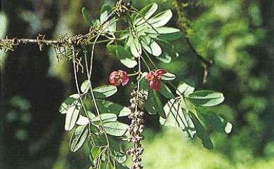 Akebia longeracemosa Matsum. 長序木通