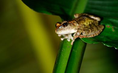 Buergeria robusta (Boulenger, 1909) 褐樹蛙