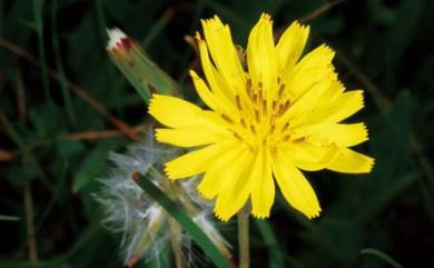 Ixeris chinensis (Thunb.) Kitag. 兔仔菜