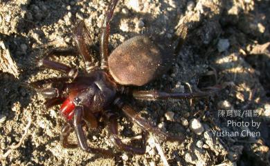 Macrothele gigas Shimojana & Haupt, 1998 巨型長尾蛛