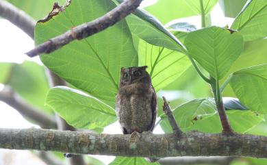 Otus elegans botelensis Kuroda Sr, 1928 蘭嶼角鴞