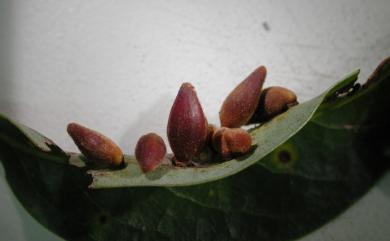 Daphnephila taiwanensis Tokuda, Yang & Yukawa, 2008