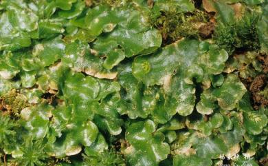 Lunularia cruciata (L.) Dumort. ex Lindb. 新半月蘚