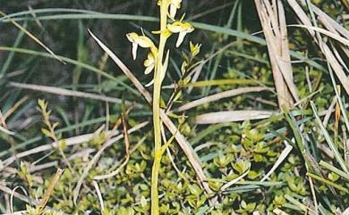 Platanthera minor (Miq.) Rchb.f. 卵唇粉蝶蘭