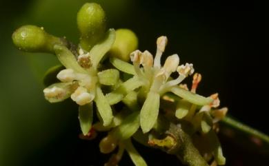 Loranthus delavayi 椆樹桑寄生