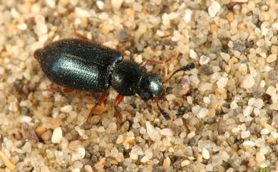 Necrobia rufipes (De Geer, 1775) 赤足郭公蟲