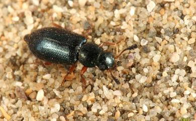 Necrobia rufipes (De Geer, 1775) 赤足郭公蟲