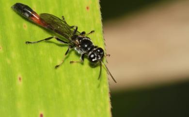 Trypoxylon 短翅泥蜂屬