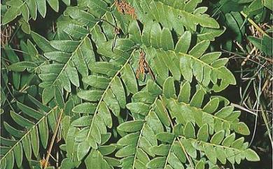 Osmunda japonica Thunb. 紫萁