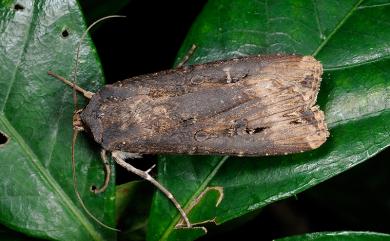 Agrotis ipsilon (Hufnagel, 1767) 小地老虎