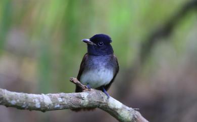 Terpsiphone atrocaudata atrocaudata (Eyton, 1839) 紫綬帶(日本亞種)