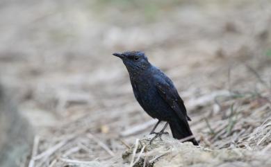 Monticola solitarius pandoo (Sykes, 1832) 藍磯鶇(藍腹亞種)