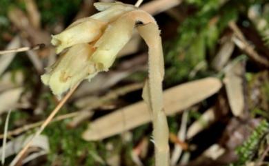 Monotropa hypopitys 錫杖花