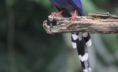 Urocissa caerulea Gould, 1863 臺灣藍鵲