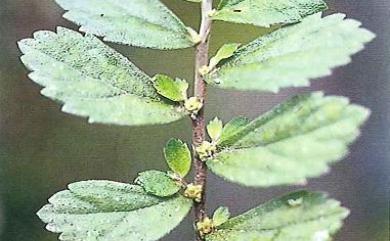 Elatostema strigillosum B.L.Shih & Yuen P.Yang 微粗毛樓梯草