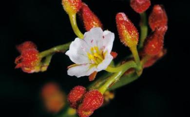 Drosera burmannii Vahl 金錢草