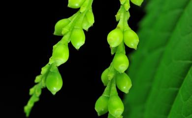 Chloranthus henryi 寬葉金粟蘭