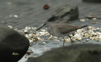 Tringa brevipes (Vieillot, 1816) 黃足鷸