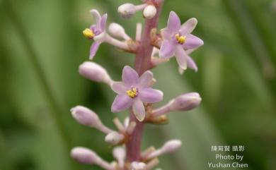 Liriope platyphylla F.T.Wang & Tang 闊葉麥門冬