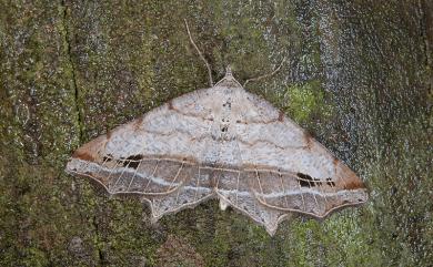 Oxymacaria deformis (Inoue, 1986) 小斑截翅尺蛾