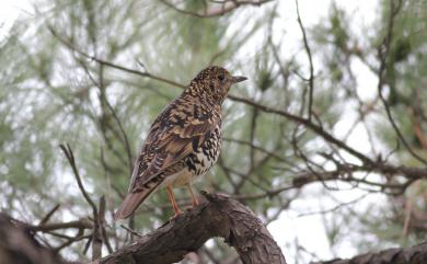 Zoothera aurea toratugumi (Momiyama, 1940) 白氏地鶇(日本亞種)