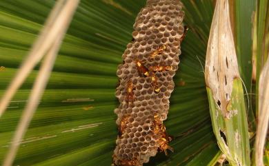 Ropalidia fasciata (Fabricius, 1804) 帶鈴腹胡蜂