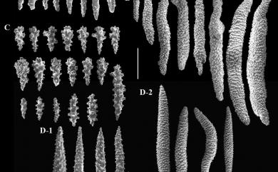 Sinularia heterospiculata Verseveldt, 1970 異骨指形軟珊瑚
