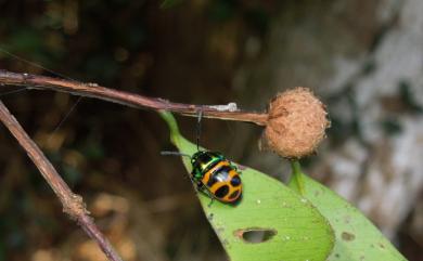 Chrysocoris fascialis (White, 1842) 黑條黃麗盾蝽