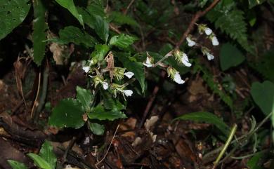 Odontochilus brevistylis 短柱齒唇蘭