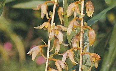 Pinalia formosana (Rolfe) Ormerod 樹絨蘭