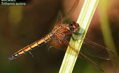 Trithemis aurora Burmeister, 1839 紫紅蜻蜓