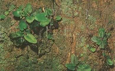 Parahemionitis arifolia 澤瀉蕨