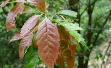 Castanopsis formosana 臺灣苦櫧