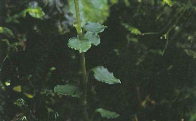 Odontochilus drymoglossifolius (Hayata) T. Yukawa 白花金唇蘭