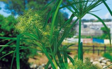 Cyperus odoratus L. 斷節莎