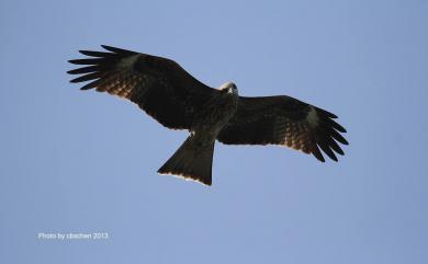 Milvus migrans formosanus 黑鳶