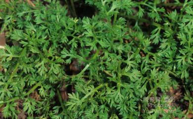 Soliva anthemifolia R.Br. 假吐金菊