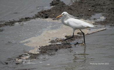 Egretta eulophotes (Swinhoe, 1860) 唐白鷺