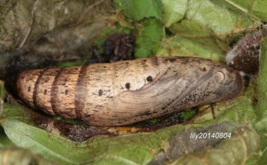 Theretra japonica (Boisduval, 1869) 日本斜紋天蛾