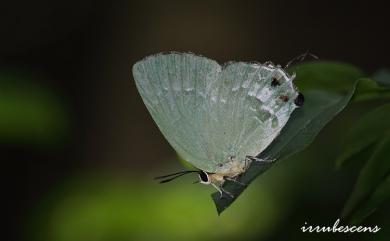 Artipe eryx horiella (Matsumura, 1929) 綠灰蝶