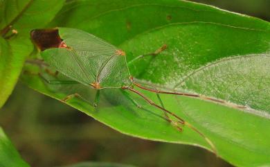 Urostylis blattiformis Bergroth, 1916 蠊形嬌異蝽