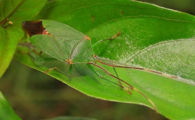 Urostylis blattiformis Bergroth, 1916 蠊形嬌異蝽