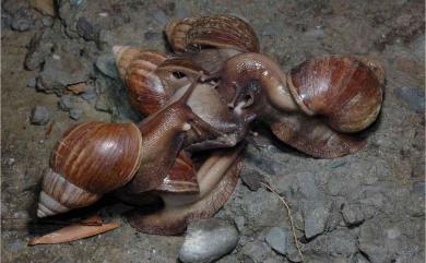 Achatina fulica Bowdich, 1822 非洲大蝸牛