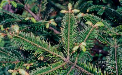 Abies kawakamii (Hayata) Ito 臺灣冷杉