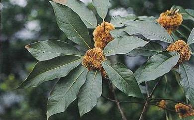 Lindera megaphylla Hemsl. 大香葉樹