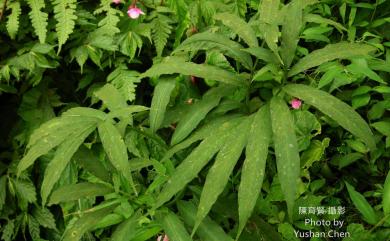 Arisaema heterophyllum Blume 羽葉天南星