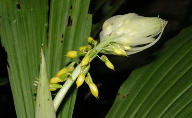 Calanthe lyroglossa Rchb.f. 連翹根節蘭