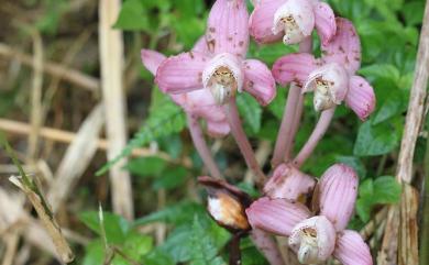 Yoania japonica Maxim. 長花柄蘭